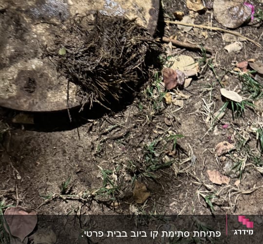 שורשים על מכסה ביוב בחוץ